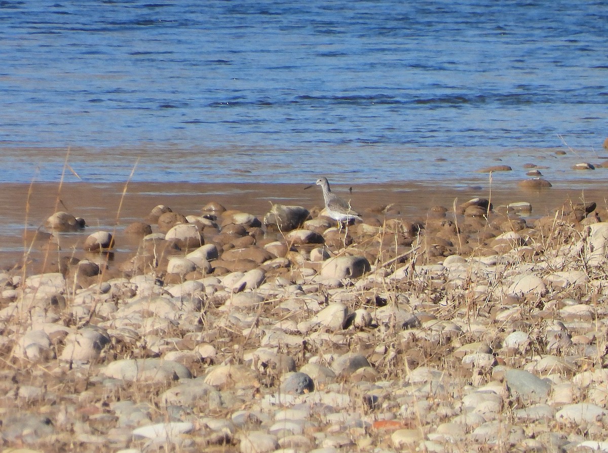 Greater Yellowlegs - ML646365435
