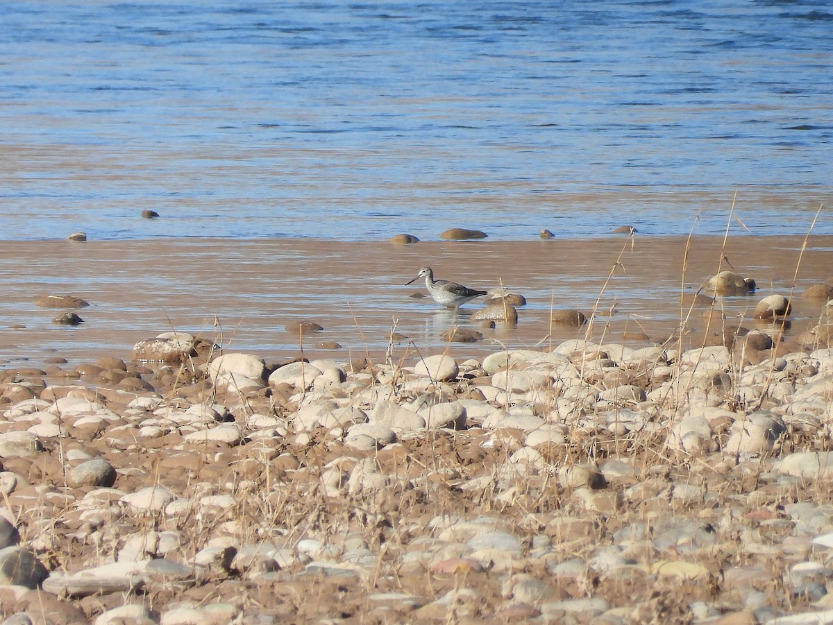 Greater Yellowlegs - ML646365436