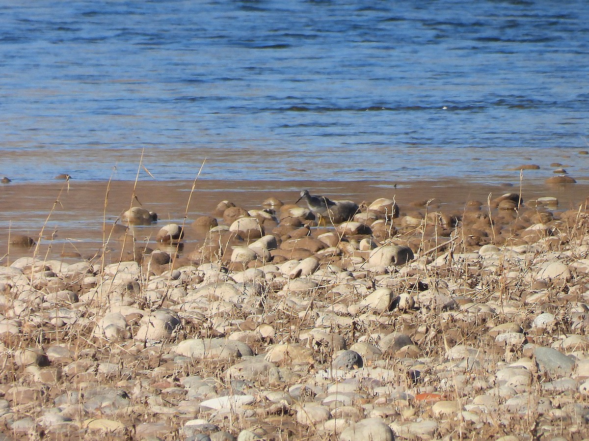 Greater Yellowlegs - ML646365437