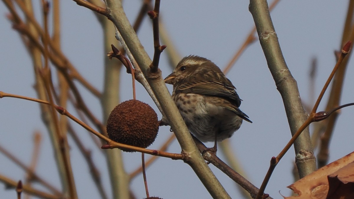 Purple Finch - ML646365446