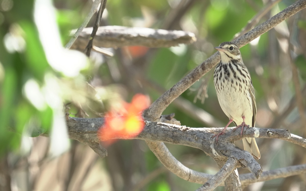 ヨーロッパビンズイ - ML646365447