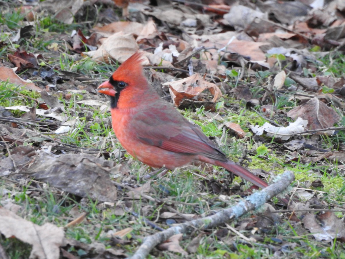 Northern Cardinal - ML646365452
