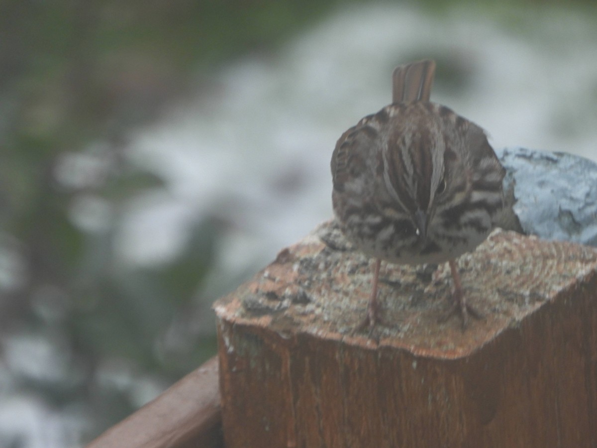 Song Sparrow - ML646365453