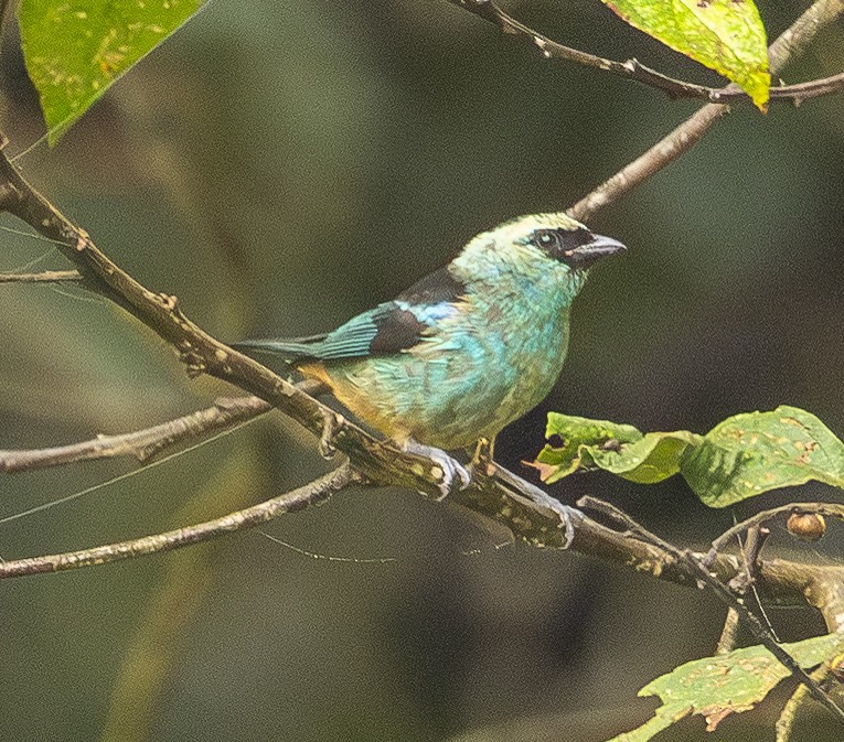 Metallic-green Tanager - ML646365454