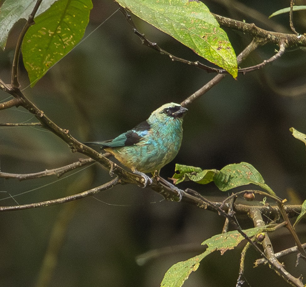 Metallic-green Tanager - ML646365455