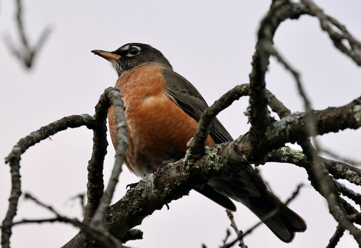 American Robin - ML646365459