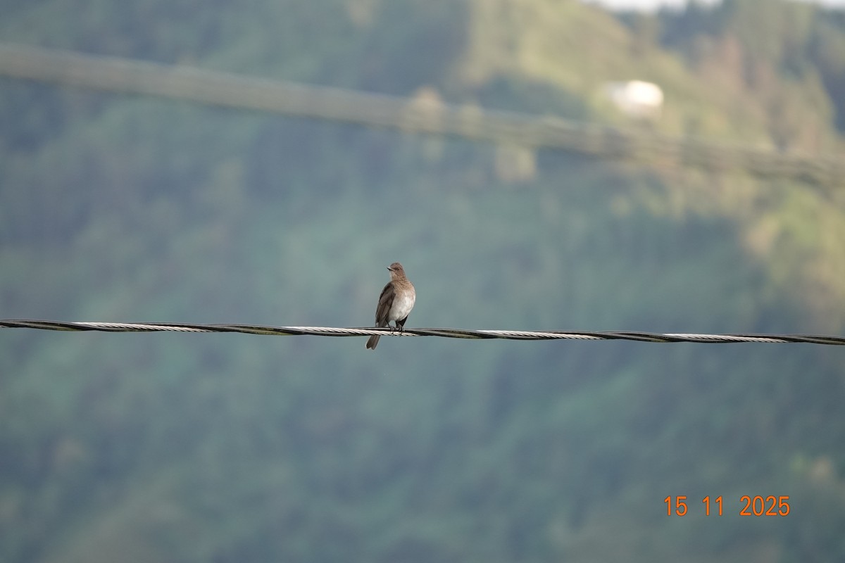 Черноклювый дрозд - ML646365461