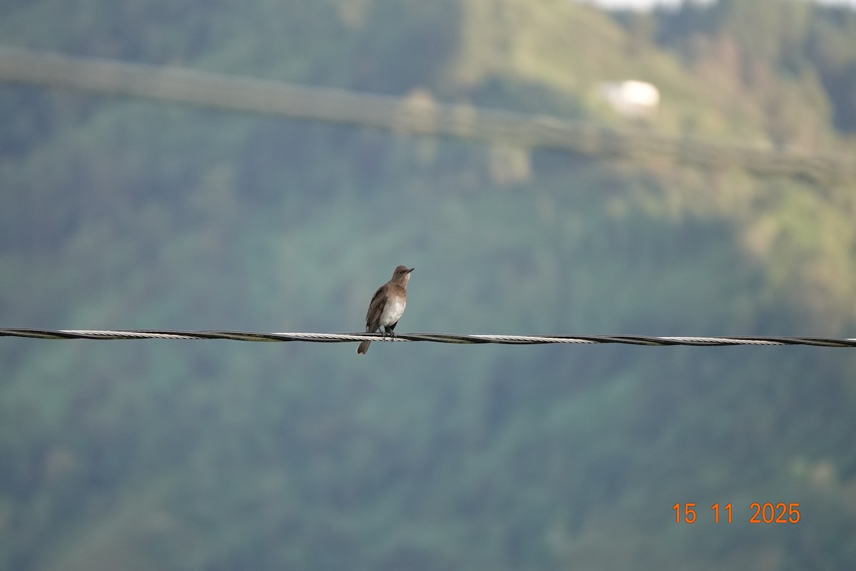 Черноклювый дрозд - ML646365462