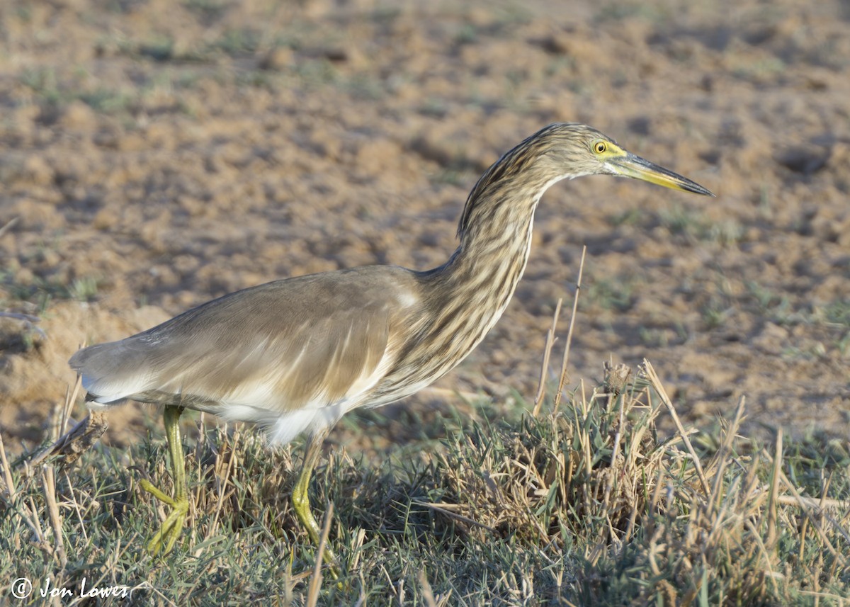 Garcilla India - ML646365481