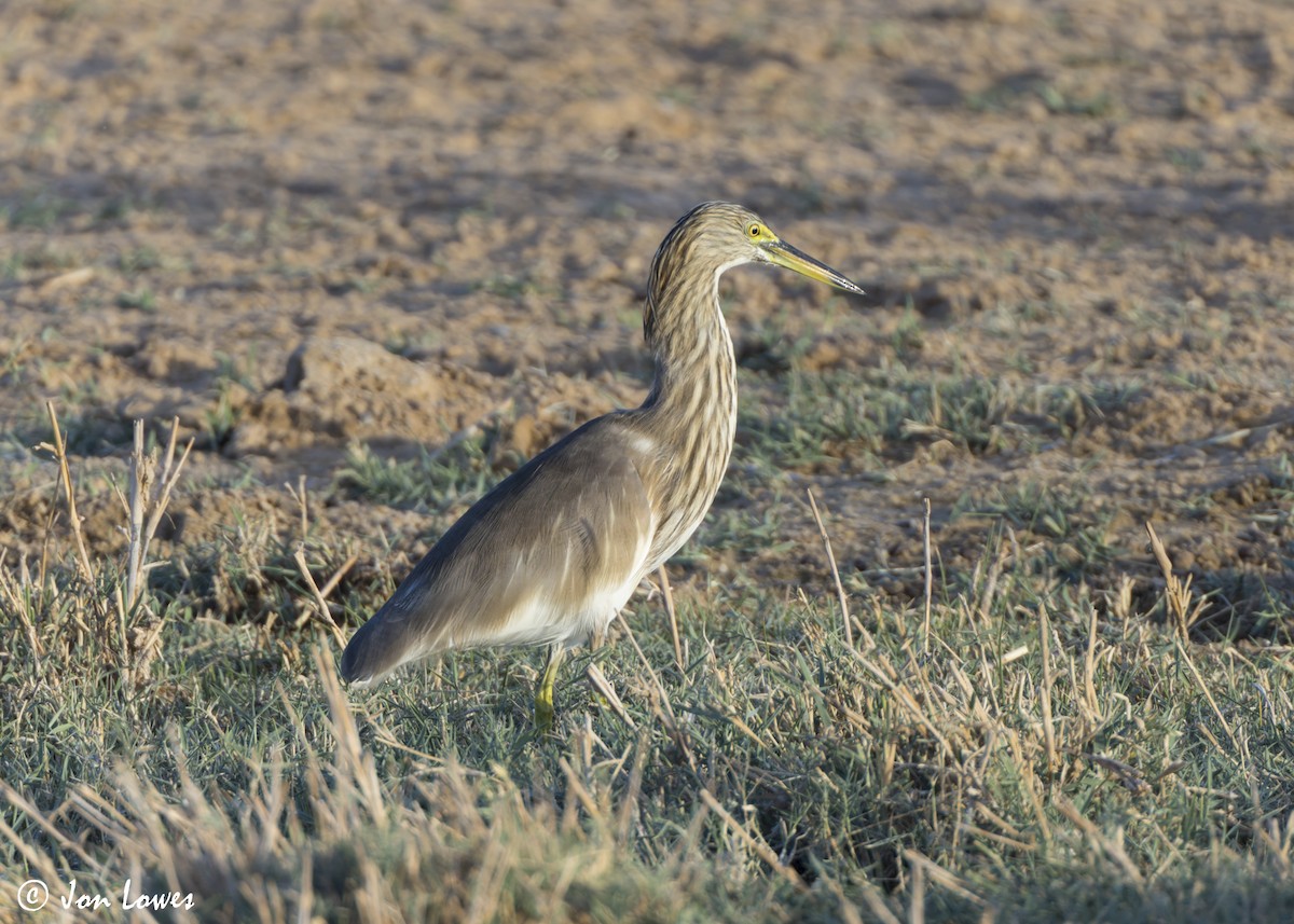 Garcilla India - ML646365483