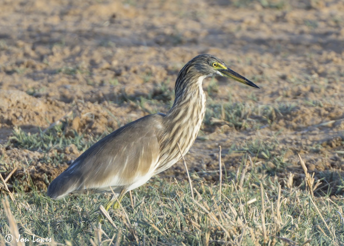 Garcilla India - ML646365485