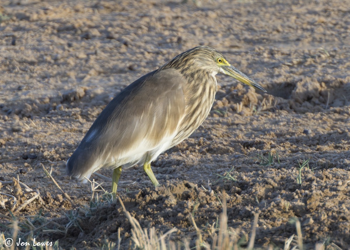 Garcilla India - ML646365486