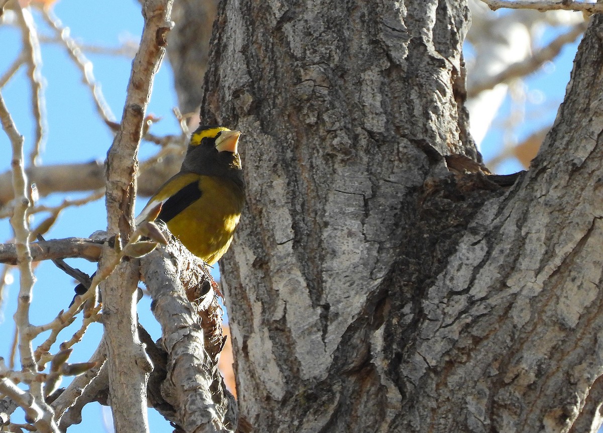 Evening Grosbeak - ML646365487
