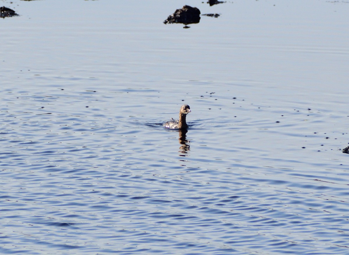 オビハシカイツブリ - ML646365488