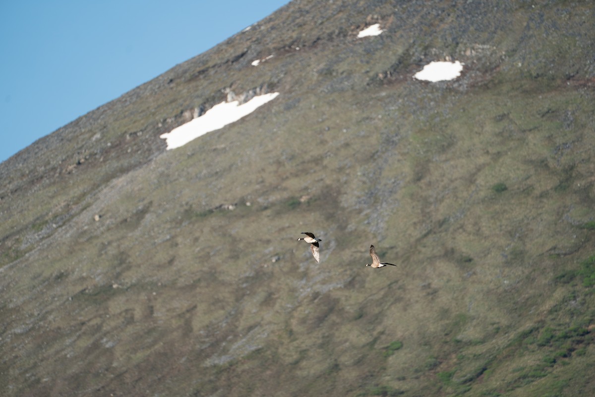 Cackling Goose - ML646365493