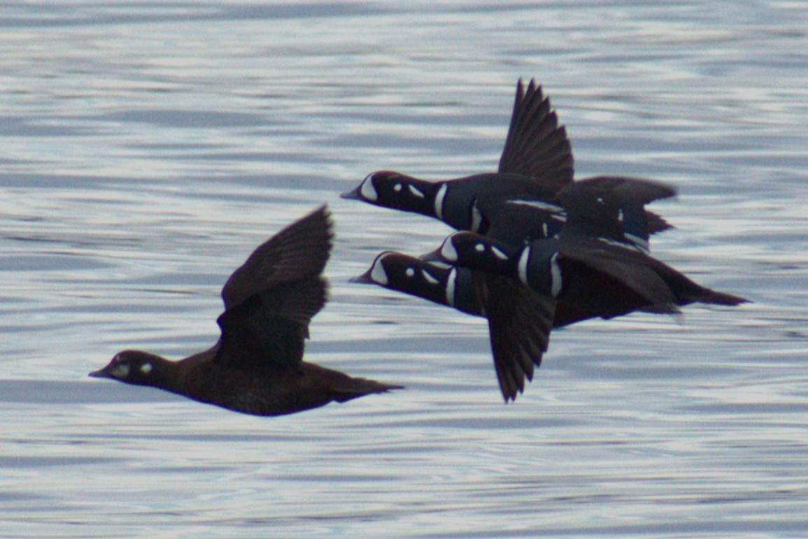 Palyaço Ördeği - ML646365497