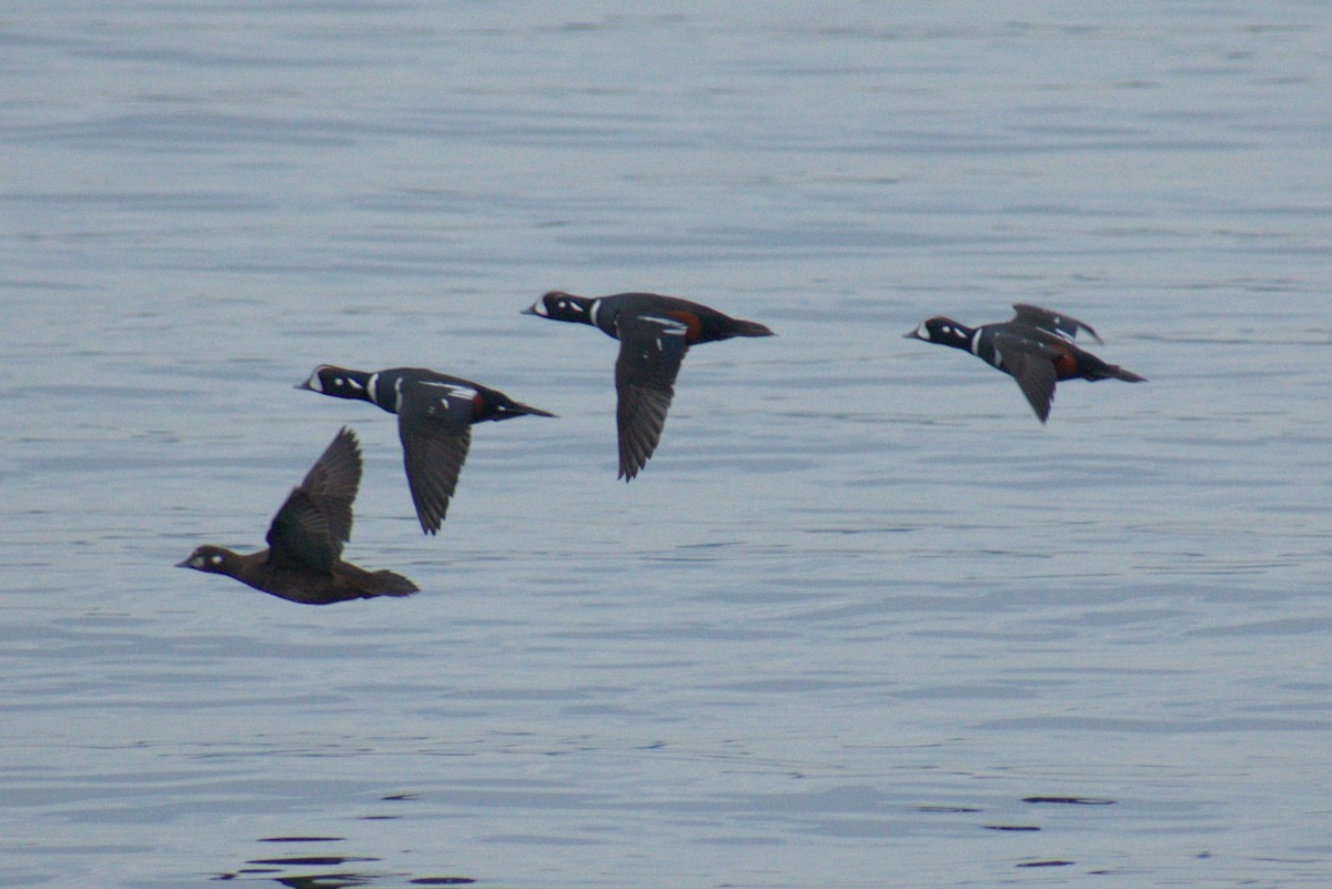 Palyaço Ördeği - ML646365498