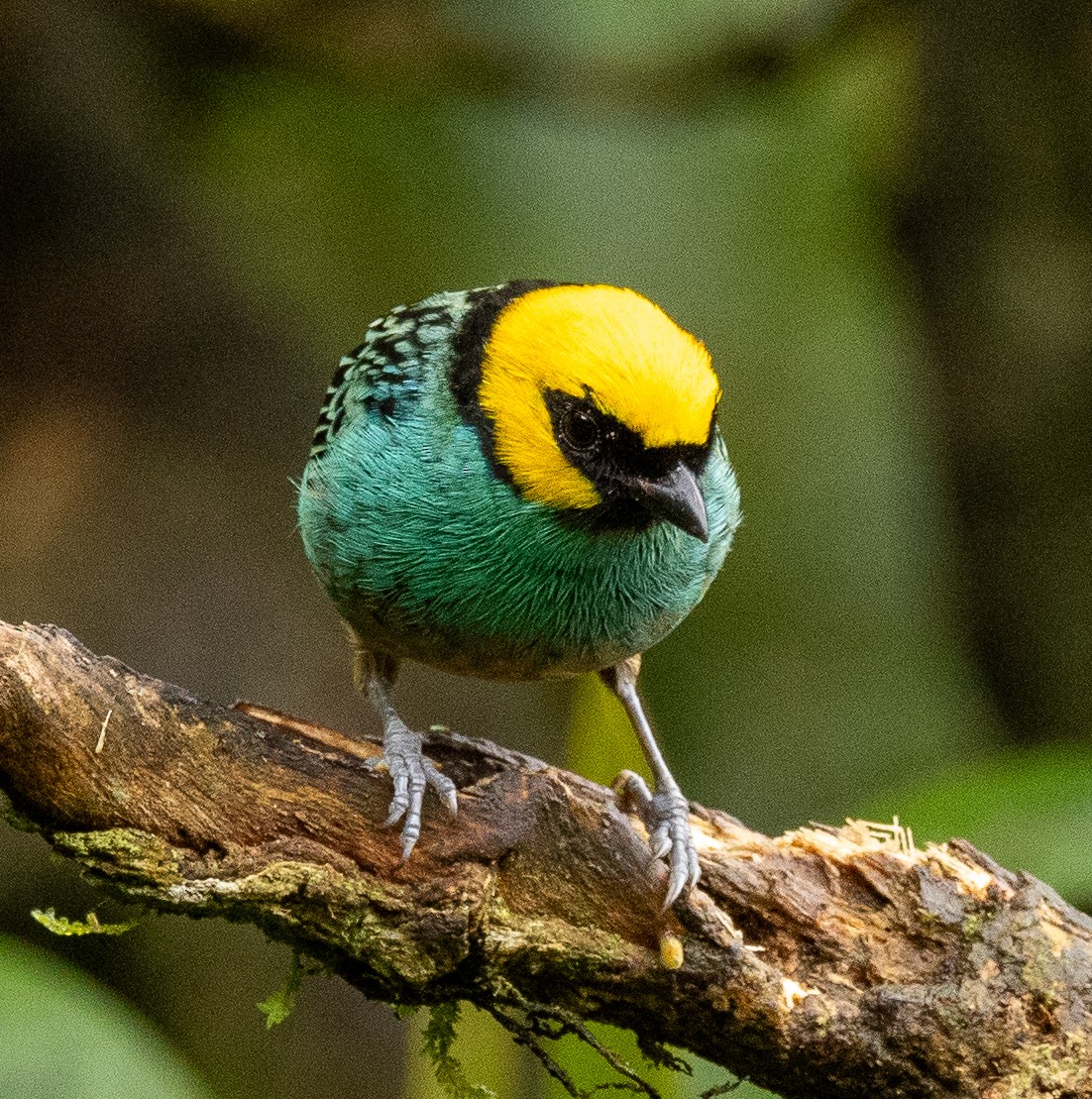 Saffron-crowned Tanager - ML646365499