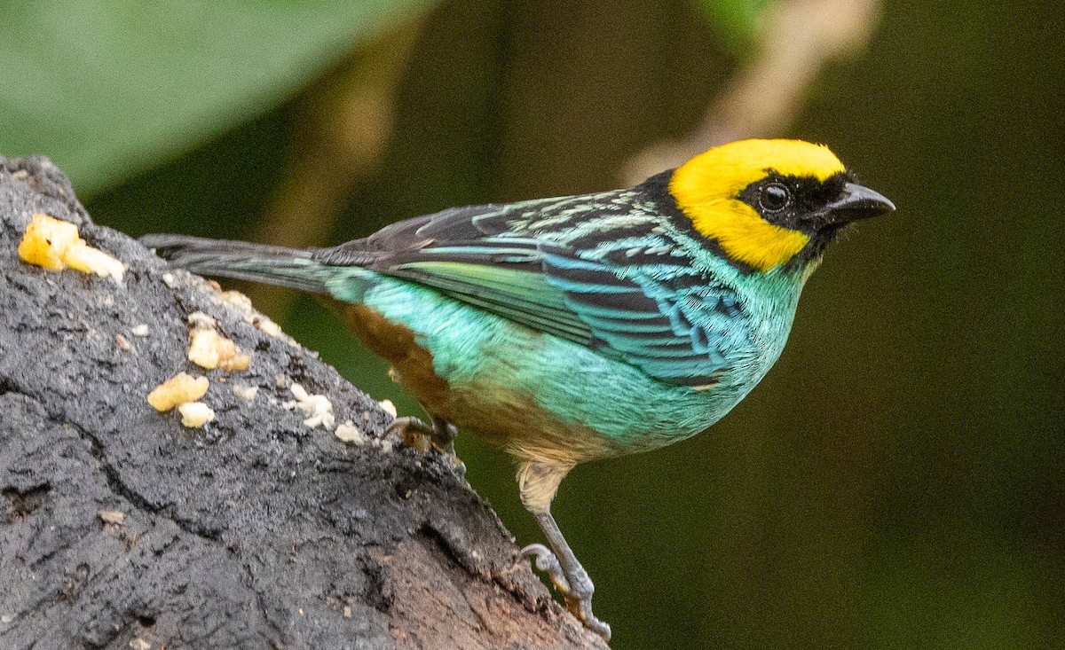 Saffron-crowned Tanager - ML646365500