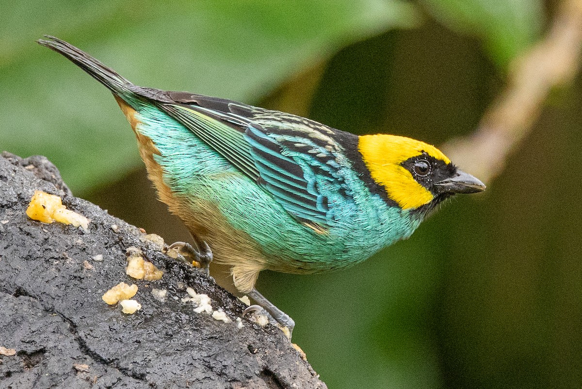 Saffron-crowned Tanager - ML646365501