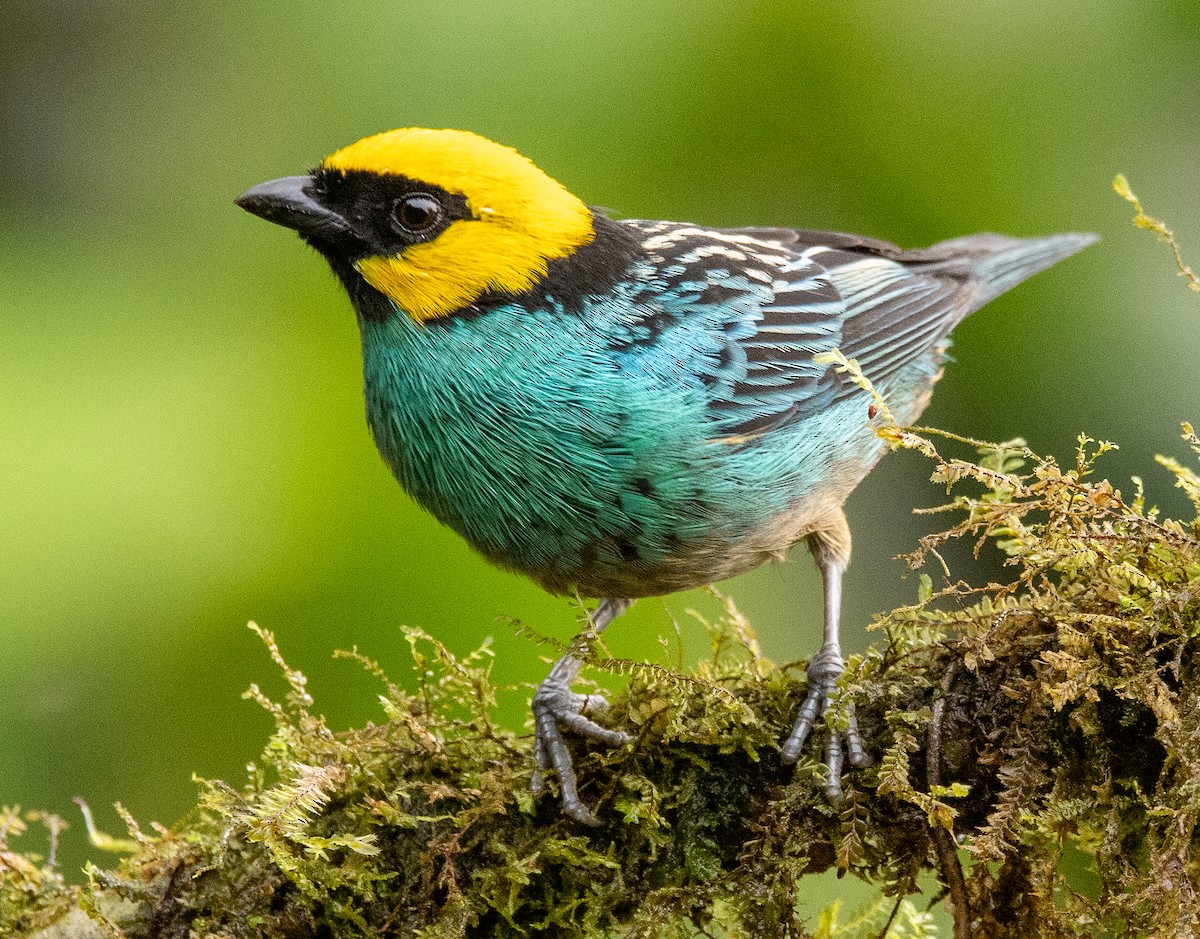 Saffron-crowned Tanager - ML646365502