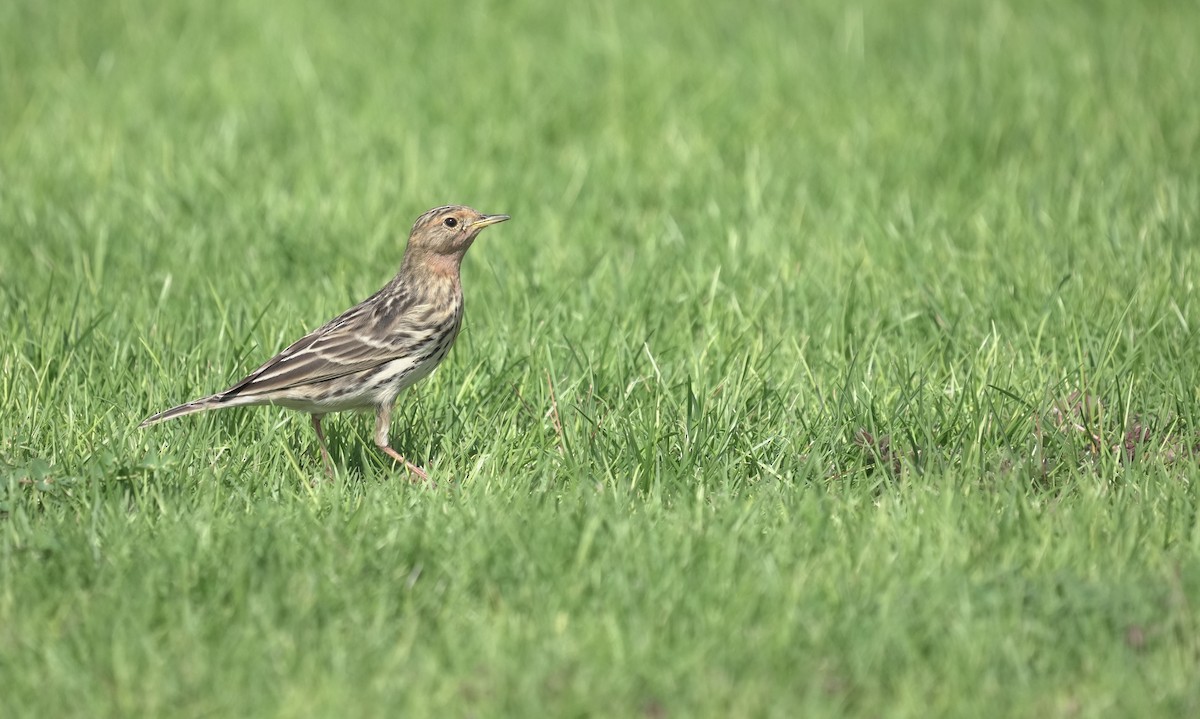 ムネアカタヒバリ - ML646365503