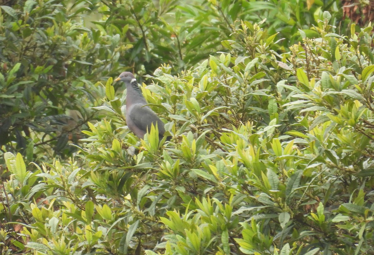 Band-tailed Pigeon - ML646365504
