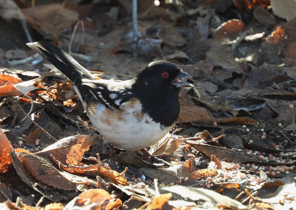 Spotted Towhee - ML646365509
