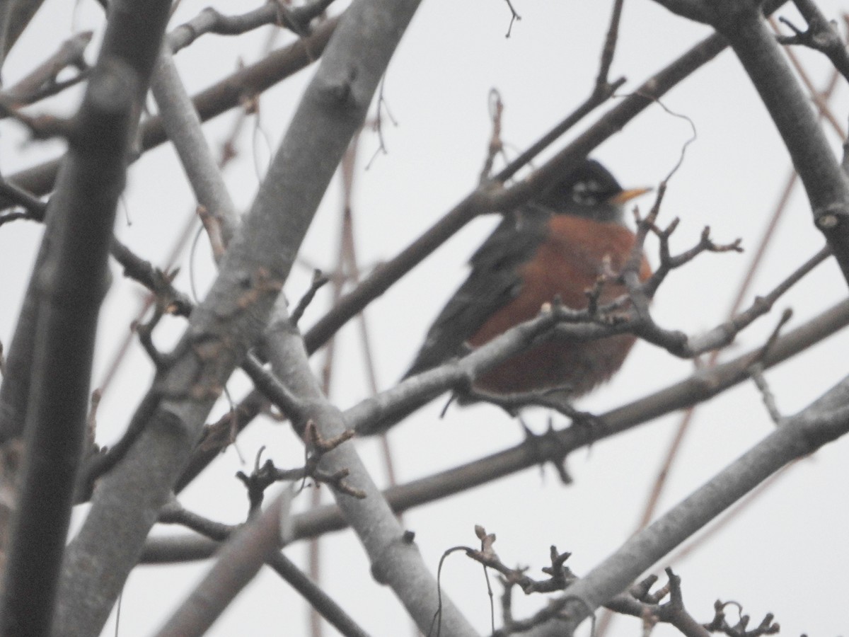 American Robin - ML646365515