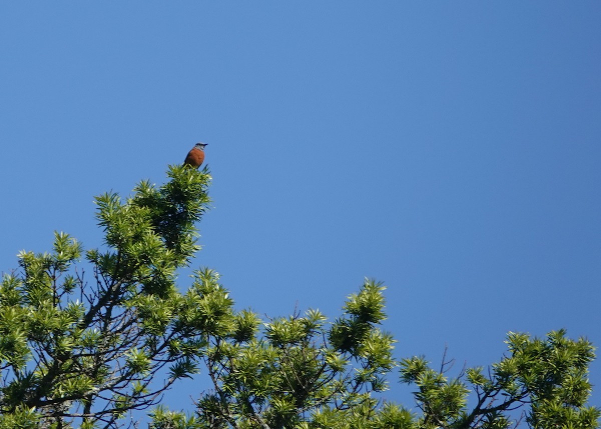 Cape Rock-Thrush - ML646365516