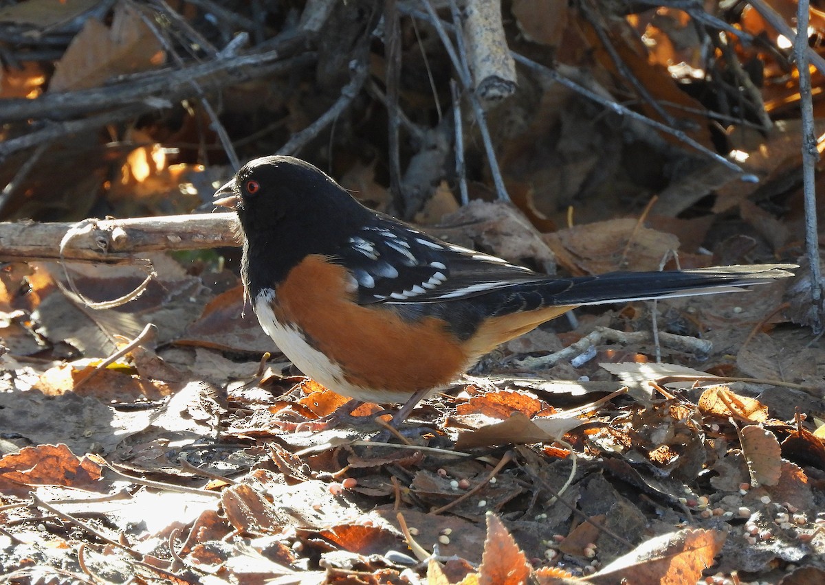 Spotted Towhee - ML646365519