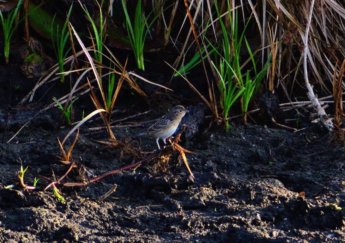 イナゴヒメドリ - ML646365522