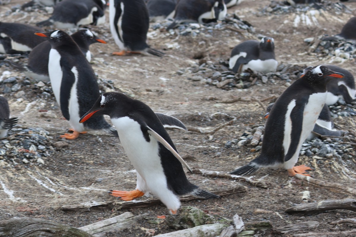 Pingüino Juanito - ML646365534