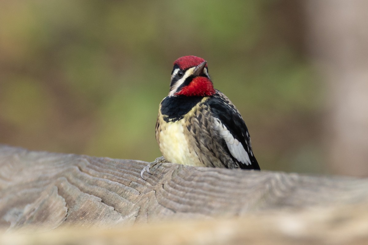 Yellow-bellied Sapsucker - ML646365539
