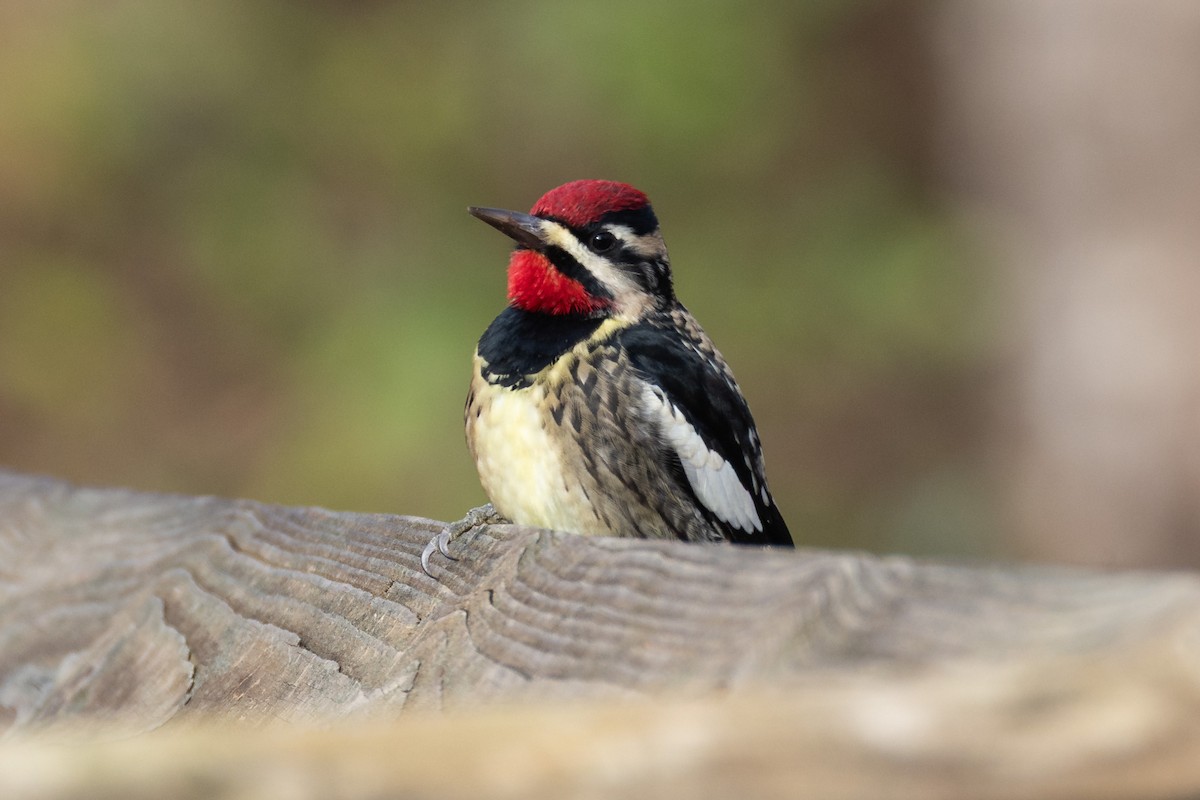 Yellow-bellied Sapsucker - ML646365540