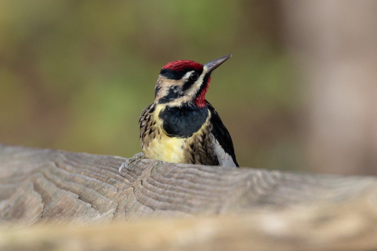 Yellow-bellied Sapsucker - ML646365541