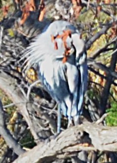 Great Blue Heron - ML646365543