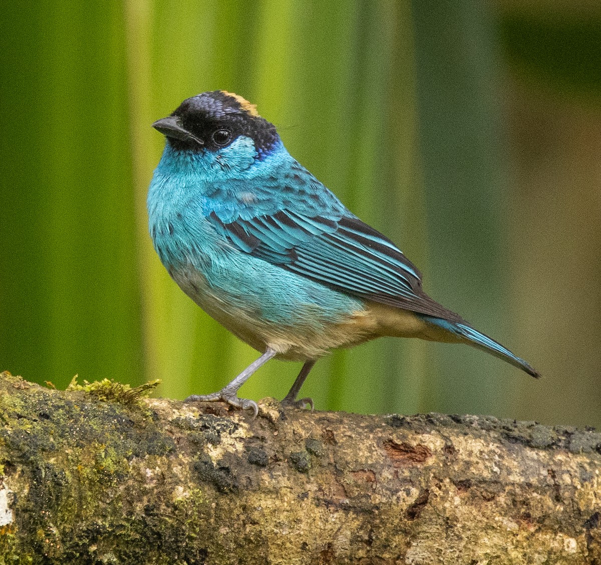 Golden-naped Tanager - ML646365549