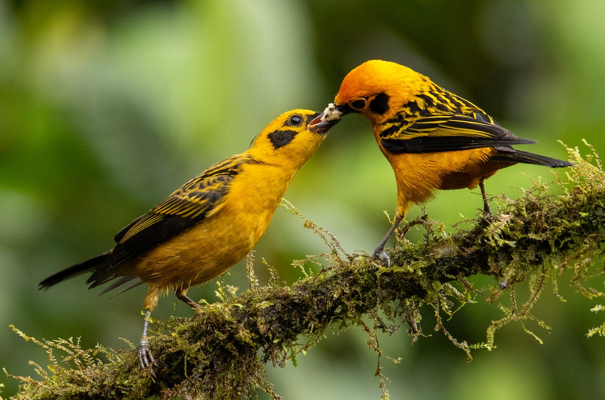 Golden Tanager - ML646365551