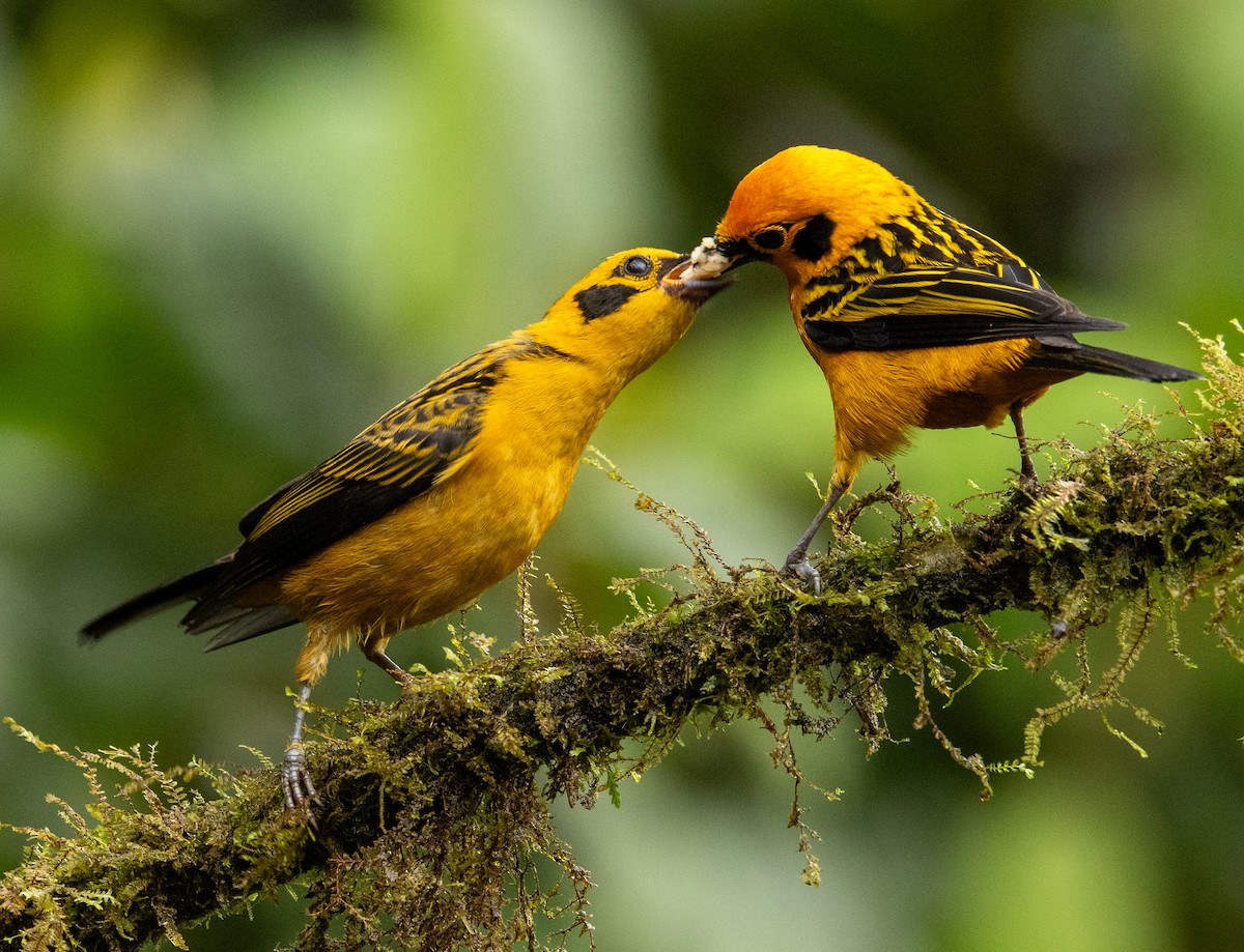 Golden Tanager - ML646365552