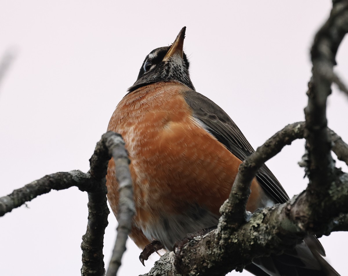 American Robin - ML646365560