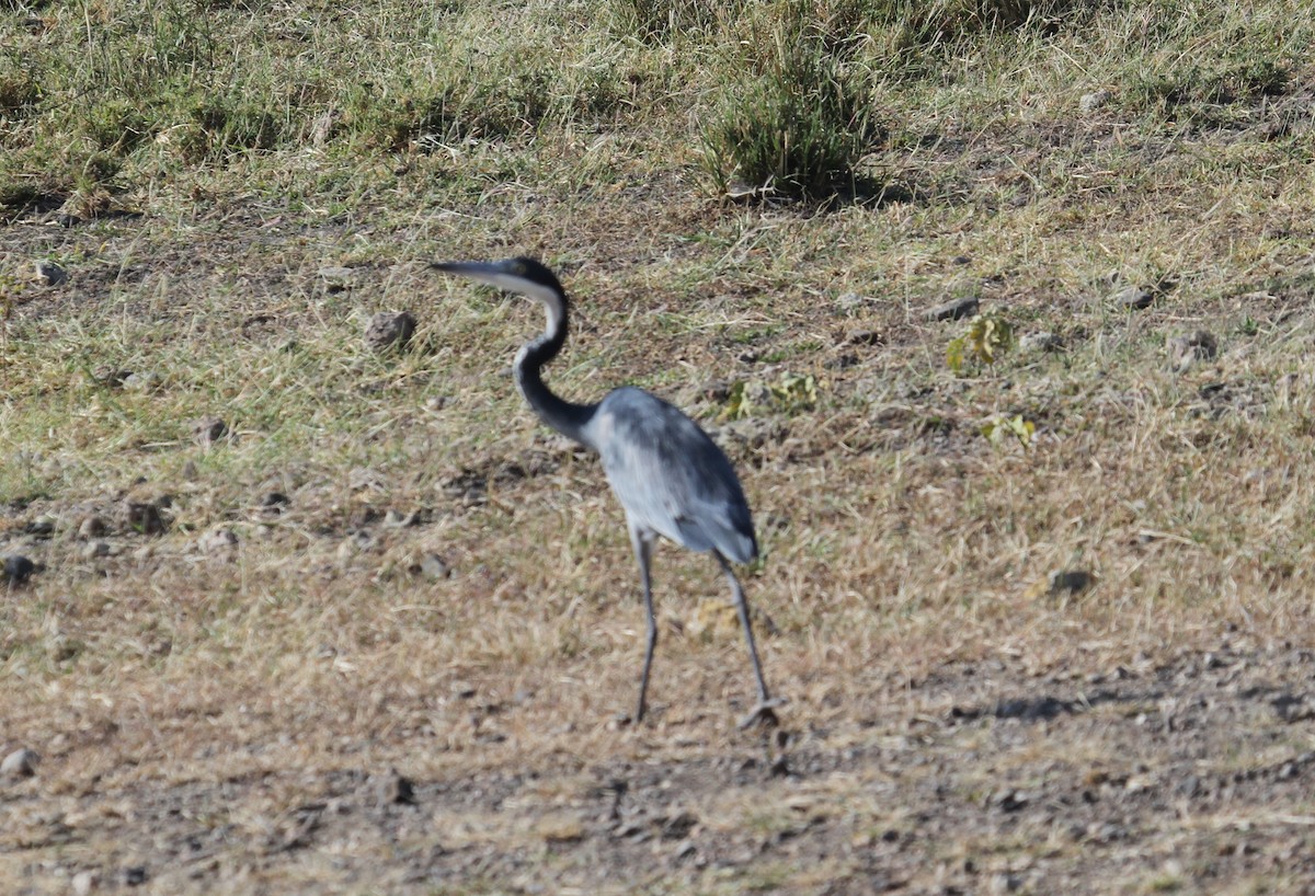 Héron mélanocéphale - ML646365570