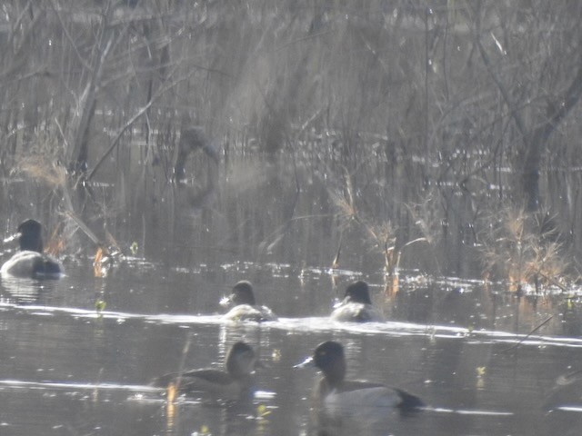 Moretta dal collare - ML646365571