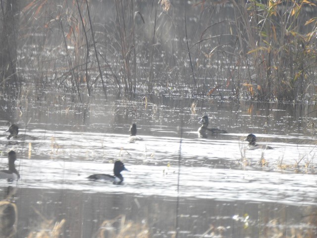 Moretta dal collare - ML646365572