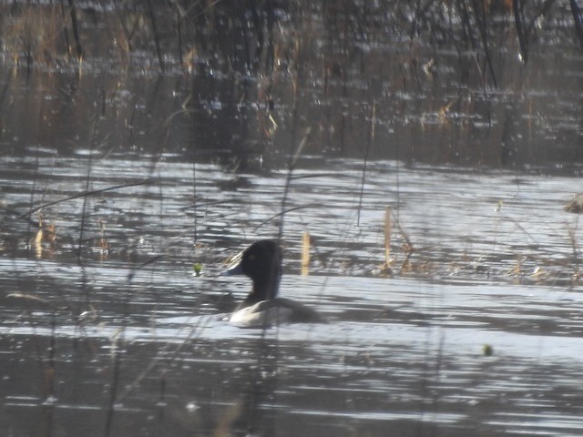 Moretta dal collare - ML646365573