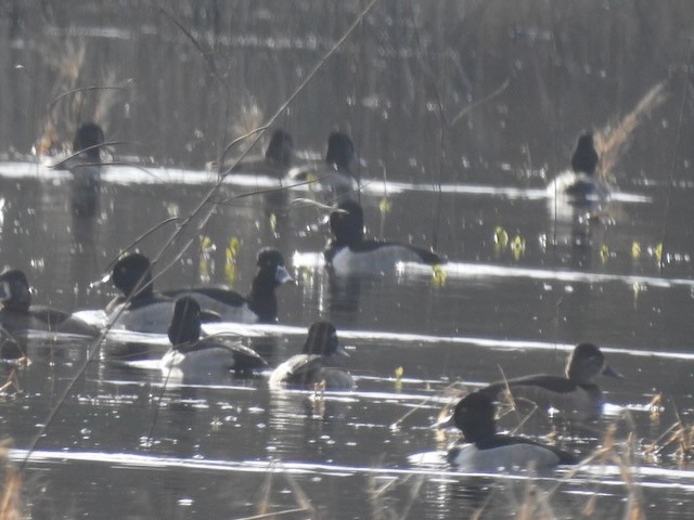 Moretta dal collare - ML646365574