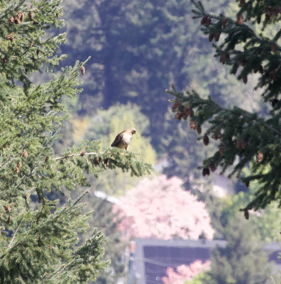Red-tailed Hawk - ML646365575