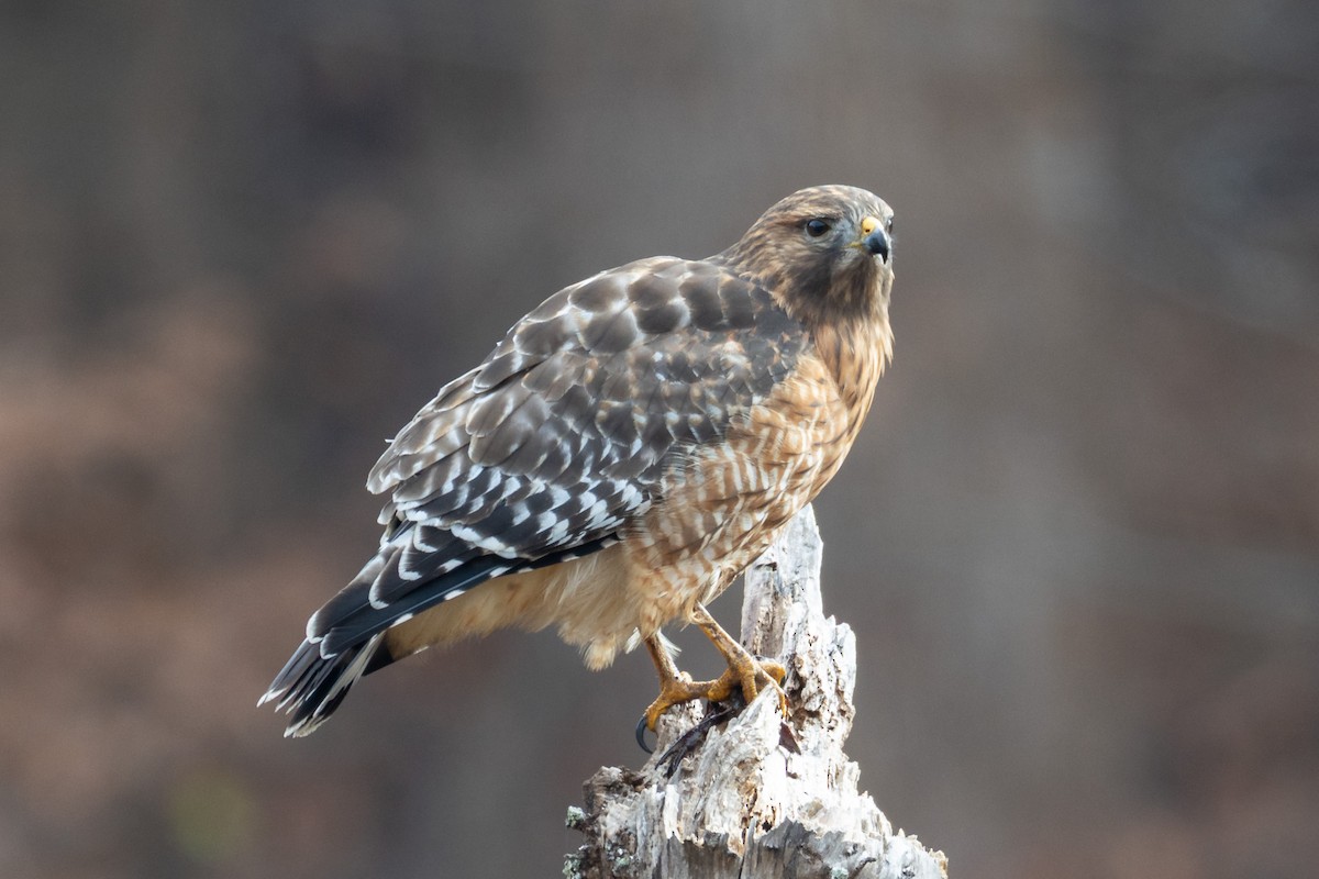 Red-shouldered Hawk - ML646365580