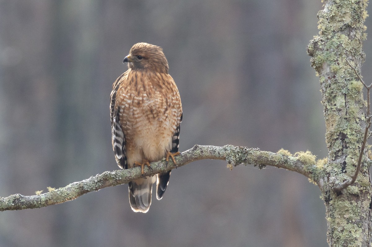 Red-shouldered Hawk - ML646365582