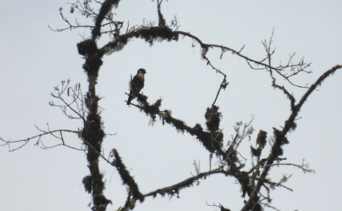 Orange-breasted Falcon - ML646365586